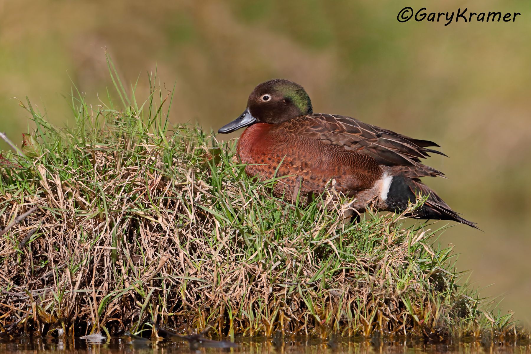 Brown Teal (Anas chlorotis) Brown Teal (Anas chlorotis) - OBWTb#190d