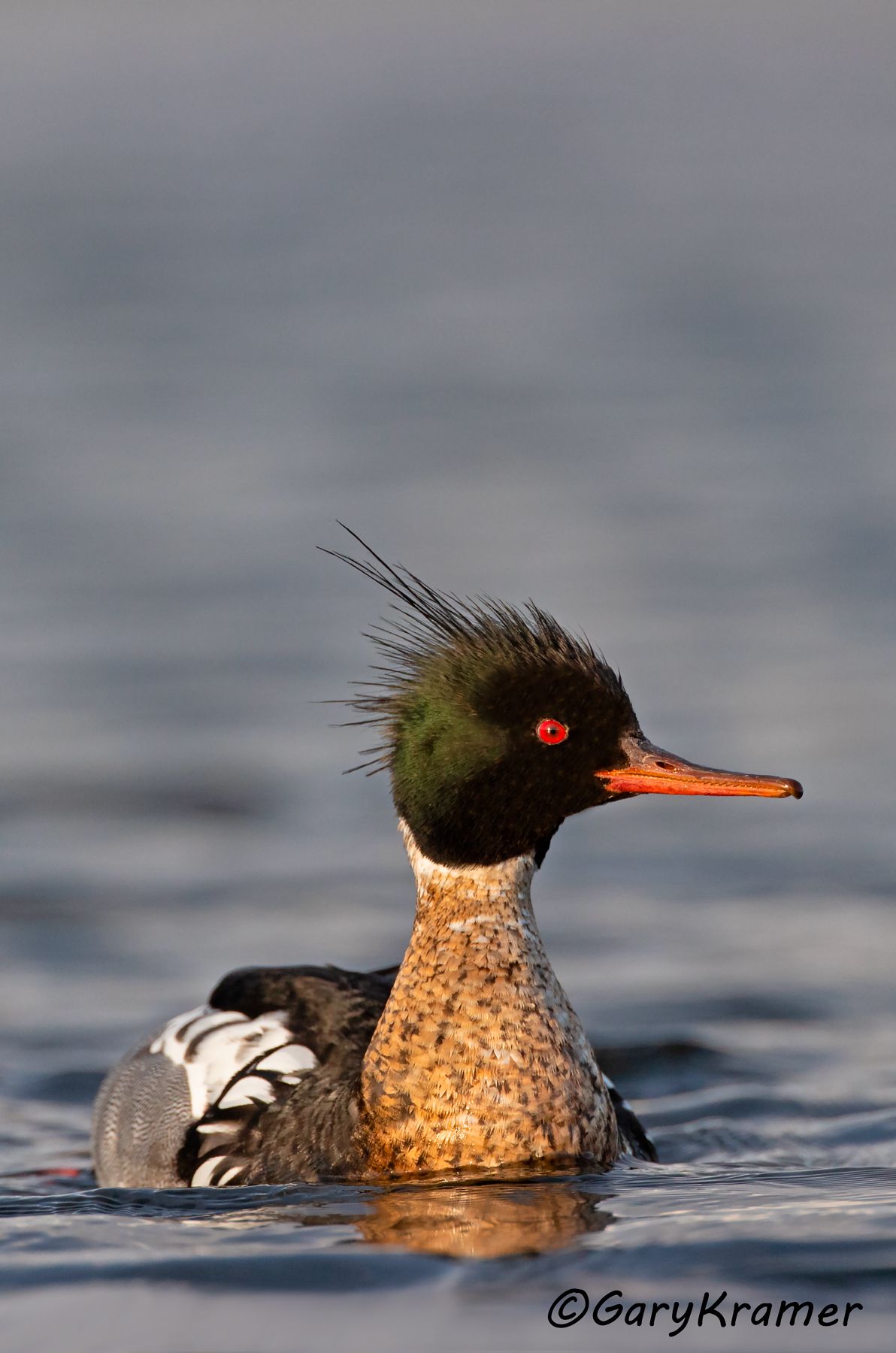 Red-breasted Merganser (Mergus serrator)  Red-breasted Merganser (Mergus serrator) NBWMr#287d(2).jpg