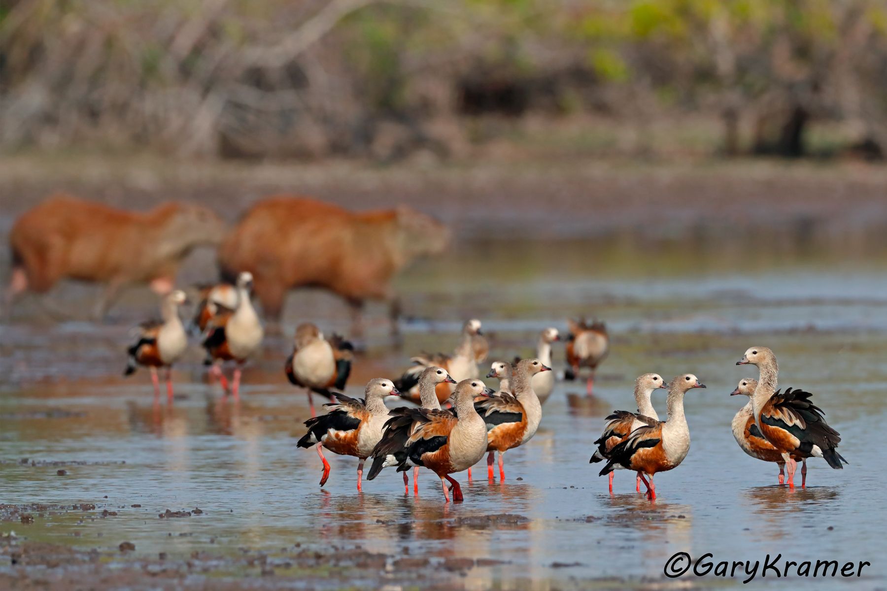 Orinoco Goose/Capybara (Neochen jubata/Hydrochoerus hydrochoerus) - SBWGoc#004d (Colombia)