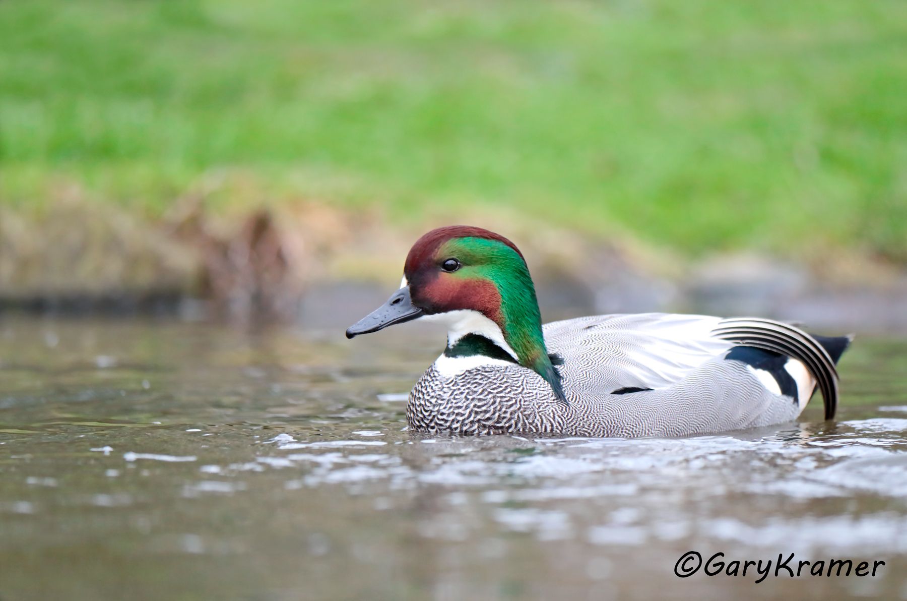 Falcated Duck (Anas falcata)  Falcated Duck (Anas falcata) - EBWF#268d