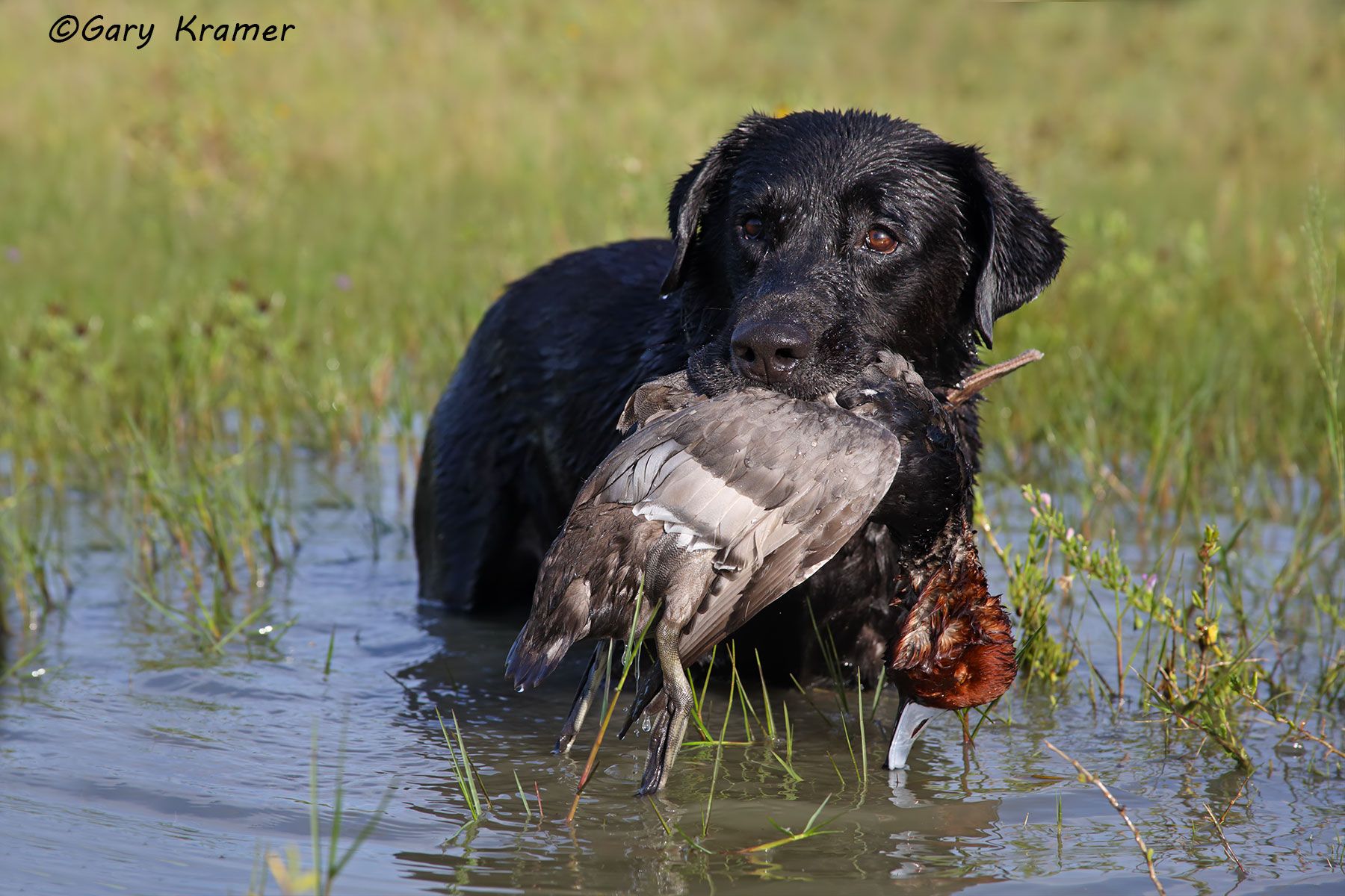 Black Labrador Retriever w/Redhead - HDLbrh#003d