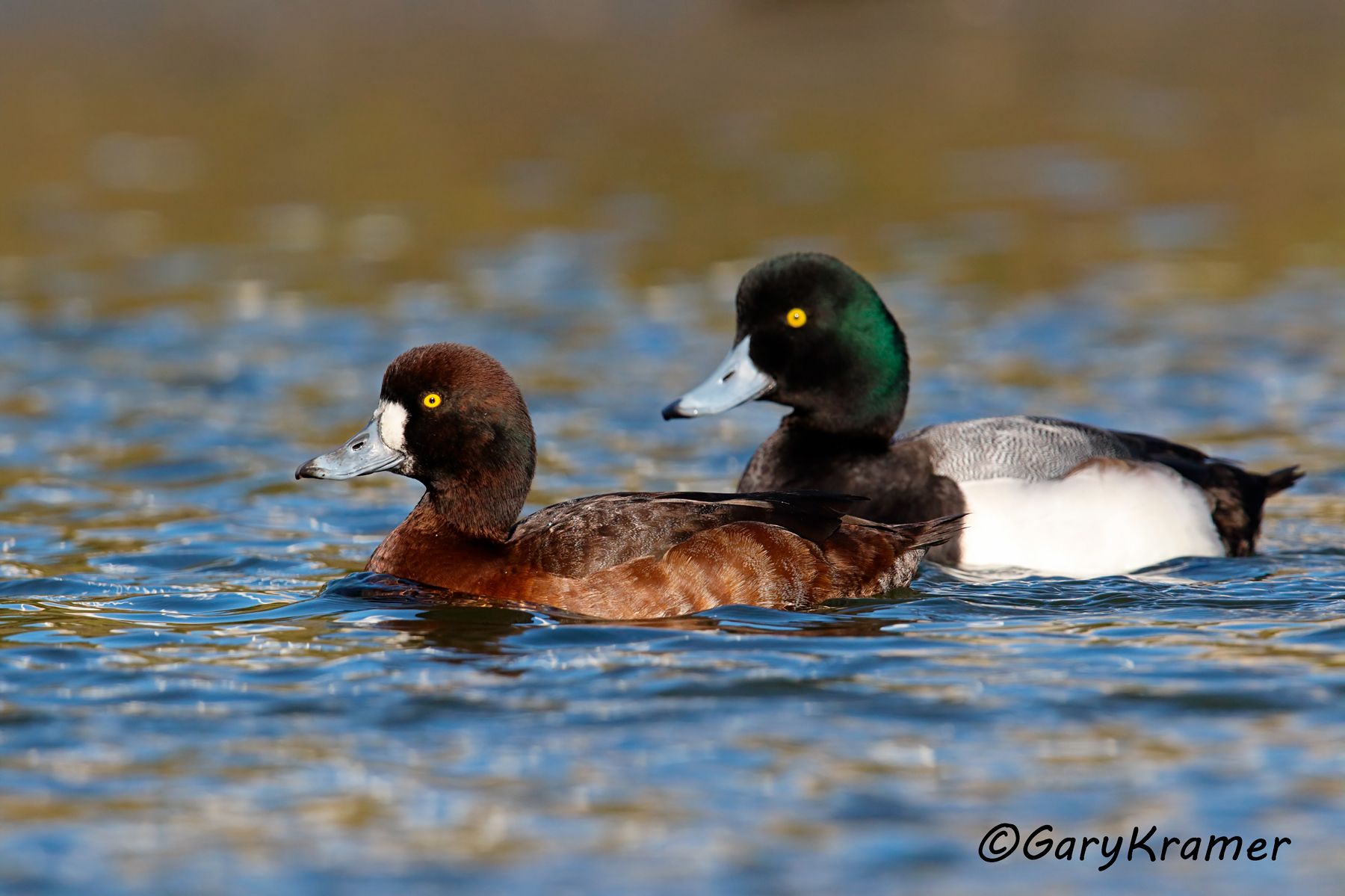 Greater Scaup (Aythya marila) - NBWSga#1236d