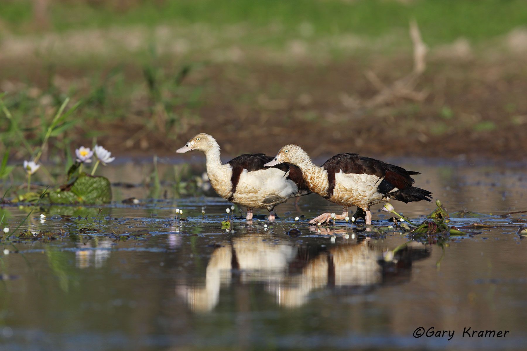Radjah Shelduck (Tadorna radjah) Australia - OBWSr#136d