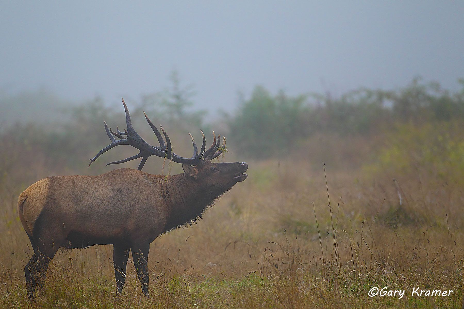 Roosevelt's Elk (Cervus elaphus roosevelti) - NMERo#288d