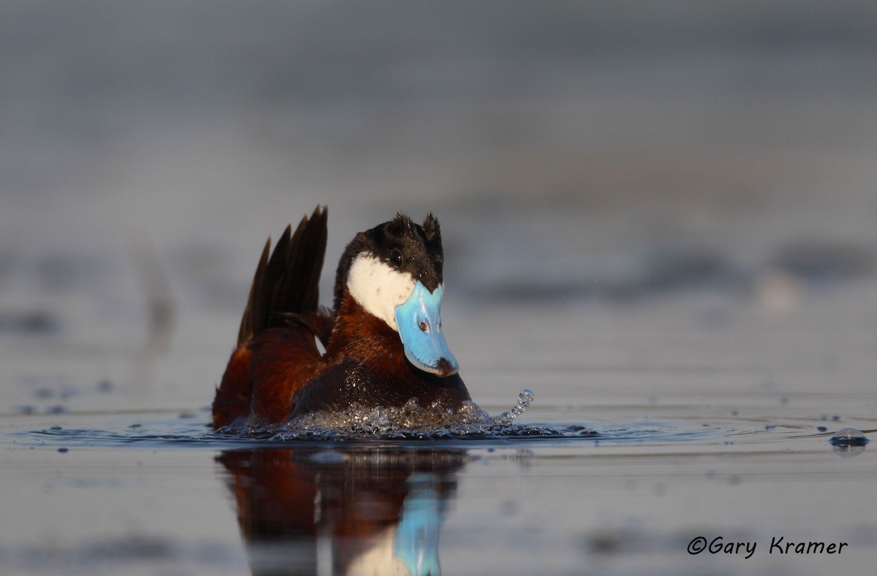 Ruddy Duck (spring) (Oxyura jamaicensis) Ruddy Duck (spring) (Oxyura jamaicensis) - NBWRs#449d
