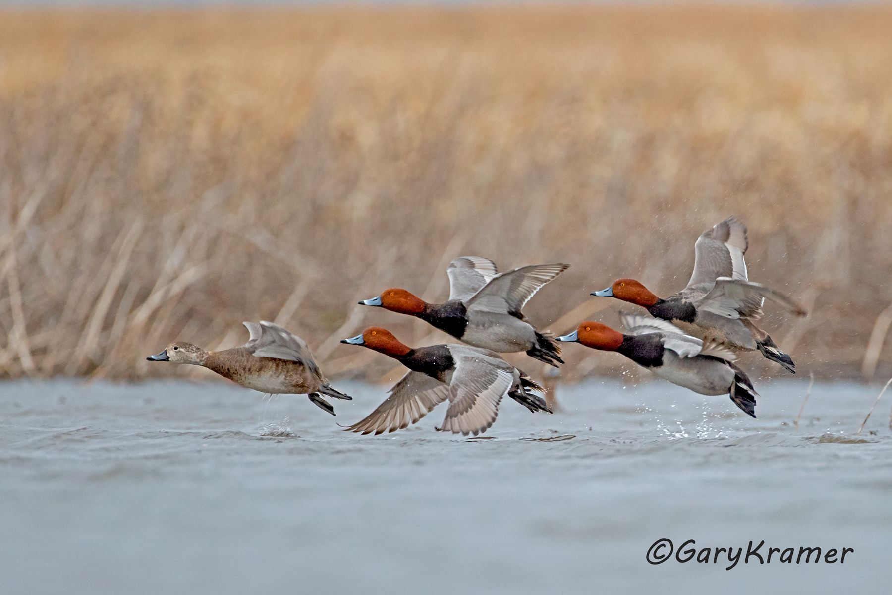 Redhead (Aythya americana) Redhead (Aythya americana) - NBWR#1837d