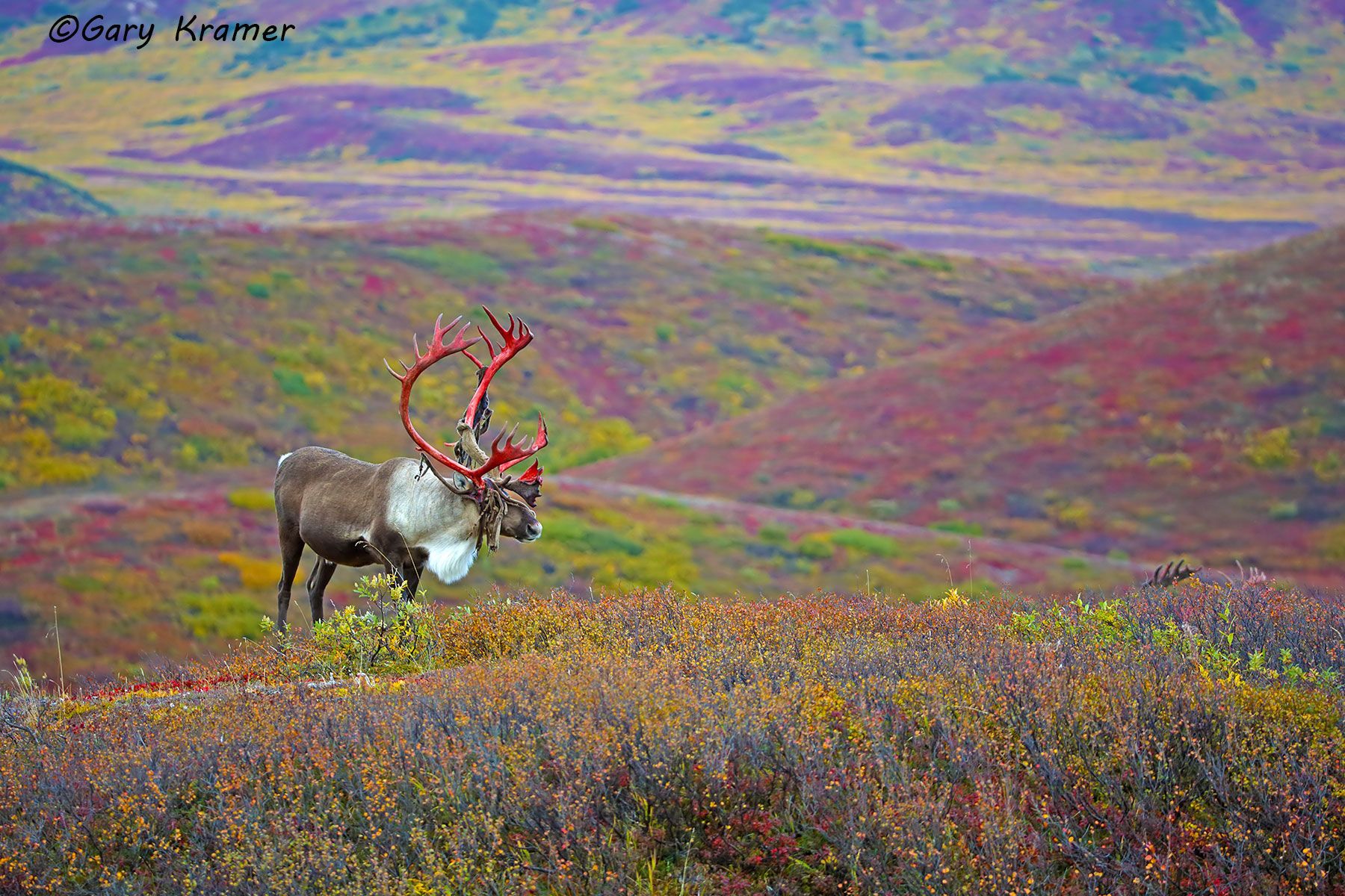 Barren Ground Caribou (Rangifer tarandus granti) by GaryKramer.net, 530-934-3873 , gkramer@cwo.com Barren Ground Caribou (Rangifer tarandus granti) - NMCb#561d
