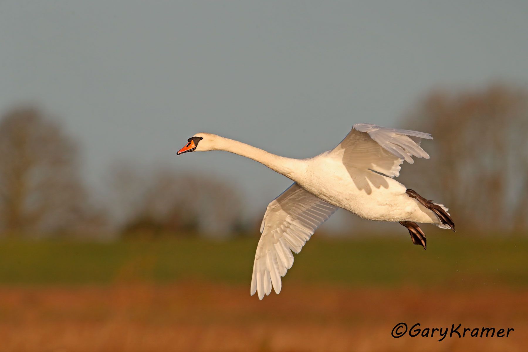 Mute Swan (Cygnus olor)  Mute Swan (Cygnus olor) - EBWS#123d