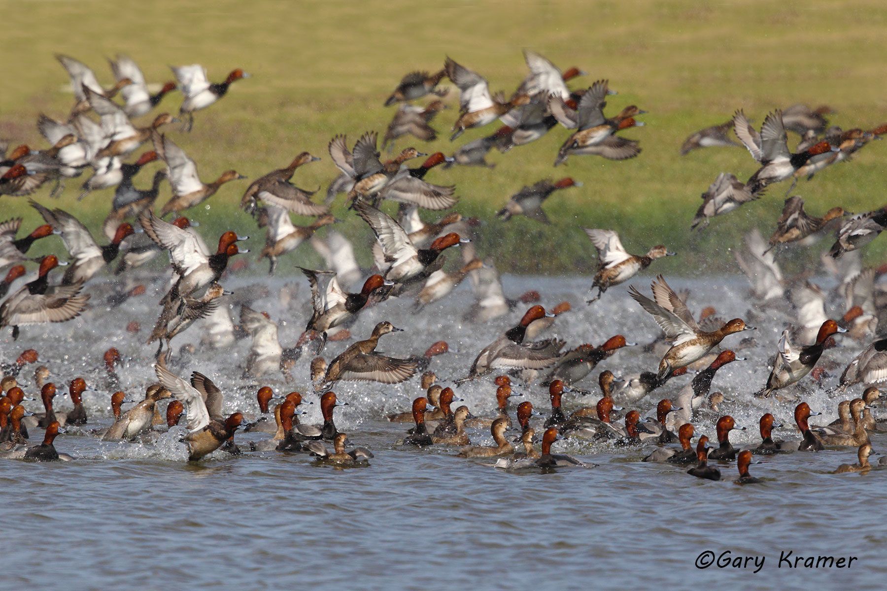 Redhead (Aythya americana) Redhead (Aythya americana) - NBWR#532d