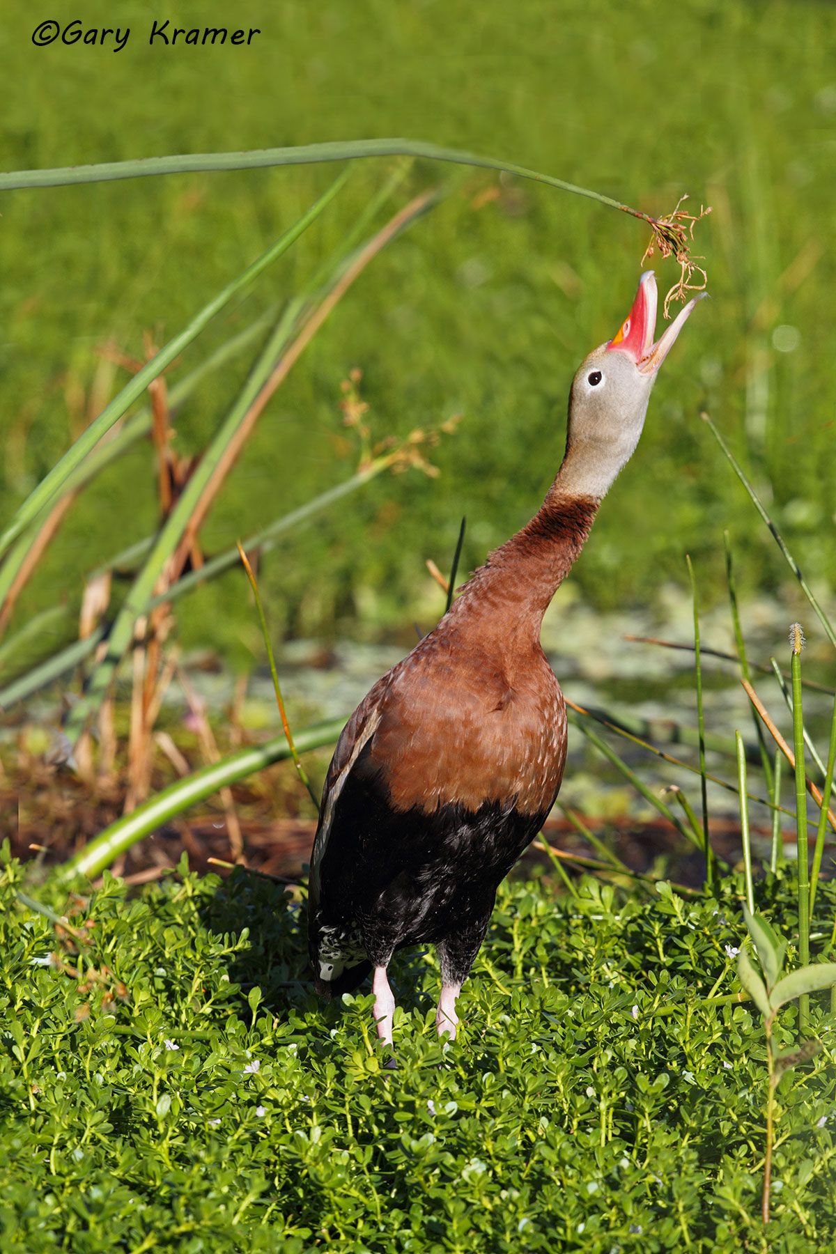 Black-bellied Whistling Duck (Dendrocygna autumnalis) - NBWBbw#040d