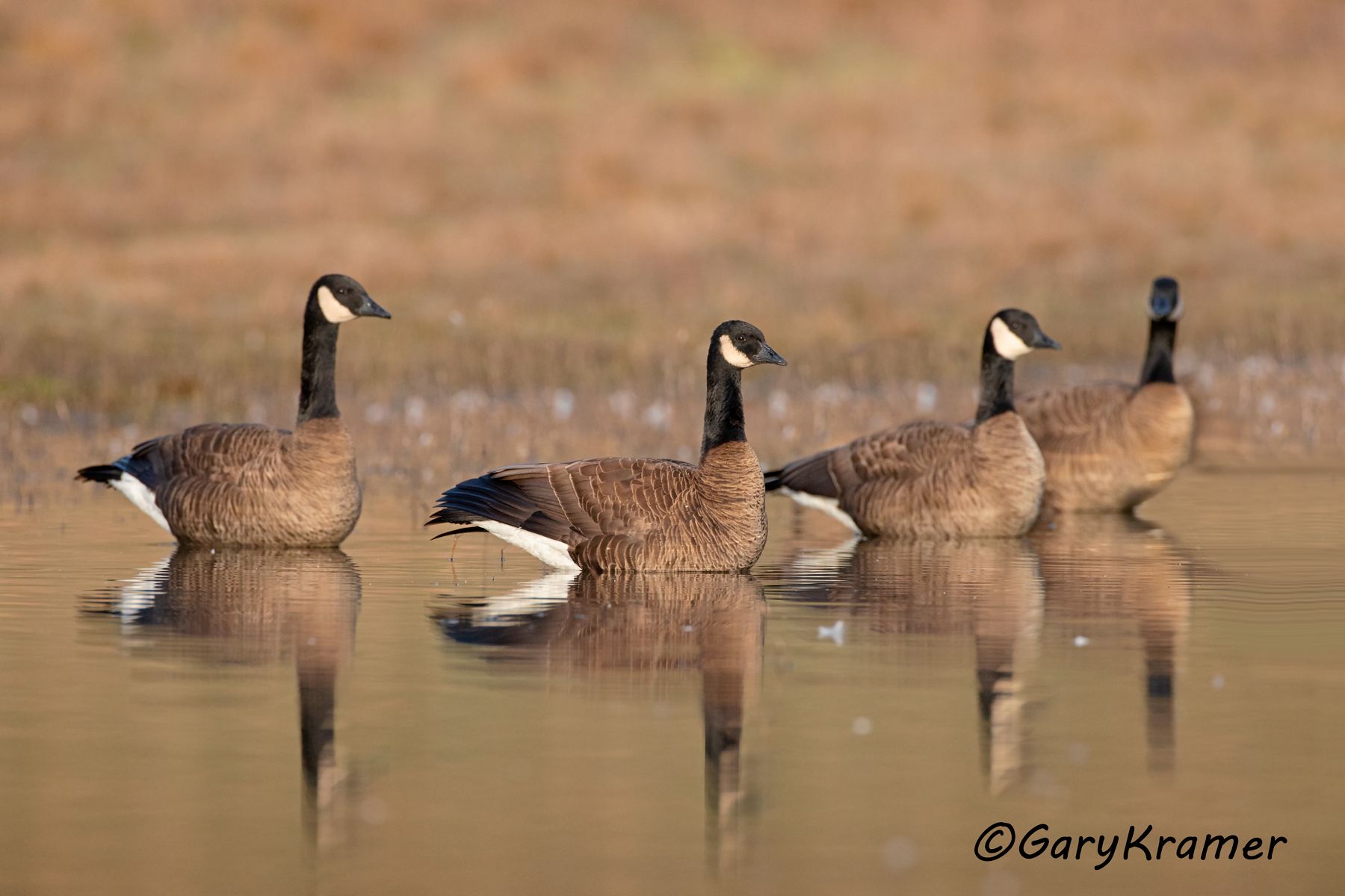 Canada Goose (Dusky) (Branta canadensis occidentalis) Canada Goose (Dusky) (Branta canadensis occidentalis) - NBWCd#059d