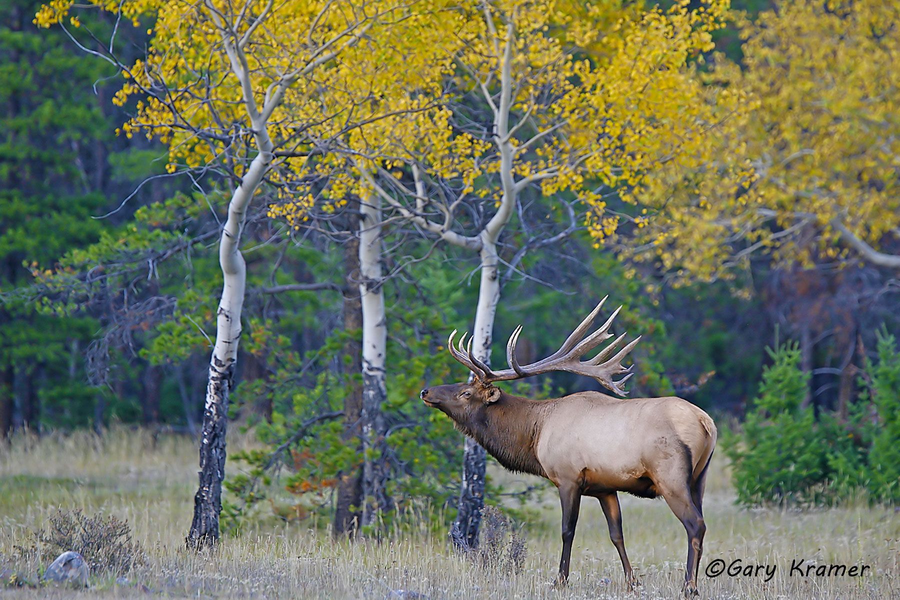 Rocky Mountain Elk (Cervus elaphus nelsoni) - NMERm#1043d