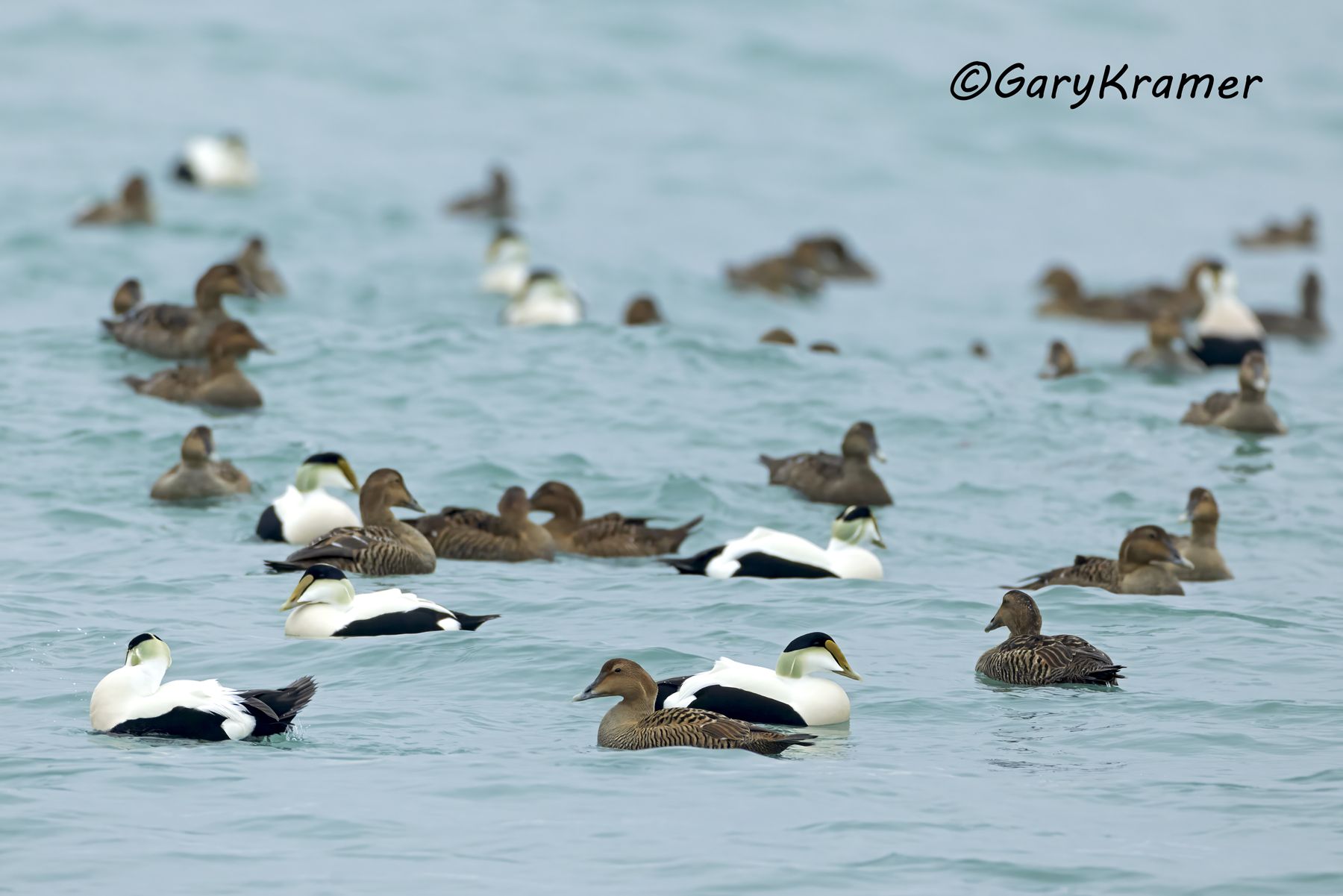 Common Eider (American) (Somateria mollissima) - NBWE#930d