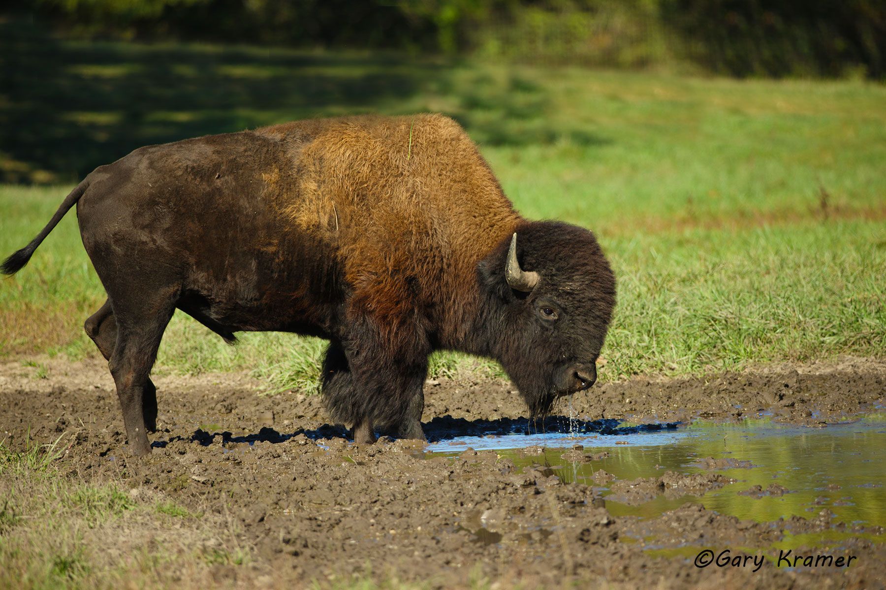 Plains Bison (Bison bison bison) - NMB#262d