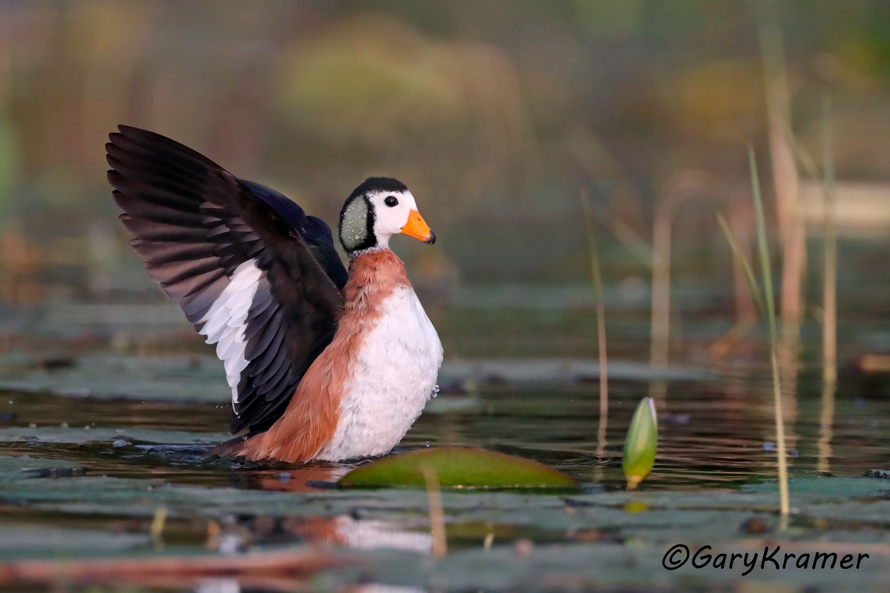 African Pygmy Goose (Nettapus auritus)  African Pygmy Goose (Nettapus auritus) - ABWPg#133d (Ethiopia)