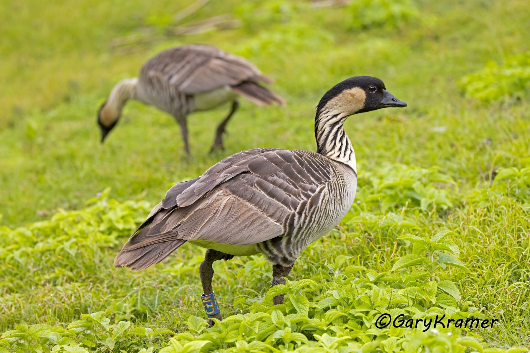 Nene Goose (Hawaiian) (Branta sandvicensis) - NBWN#680d