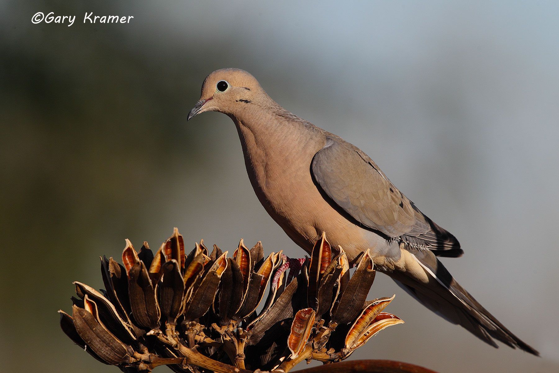 Mourning Dove (Zenaida macroura) - NBDM#386d