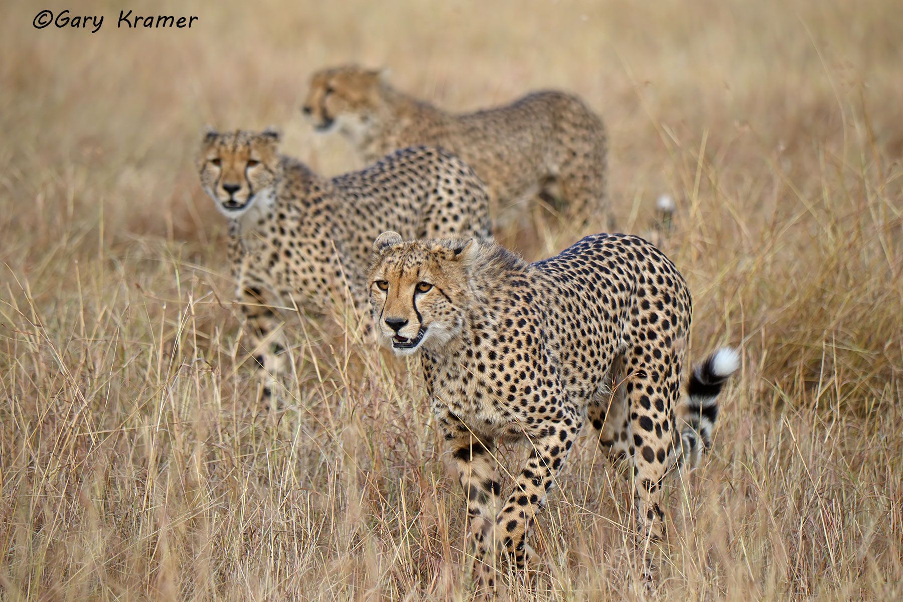 Cheetah (Acinonyx jubatus) Cheetah (Acinonyx jubatus) - AMPC#331d