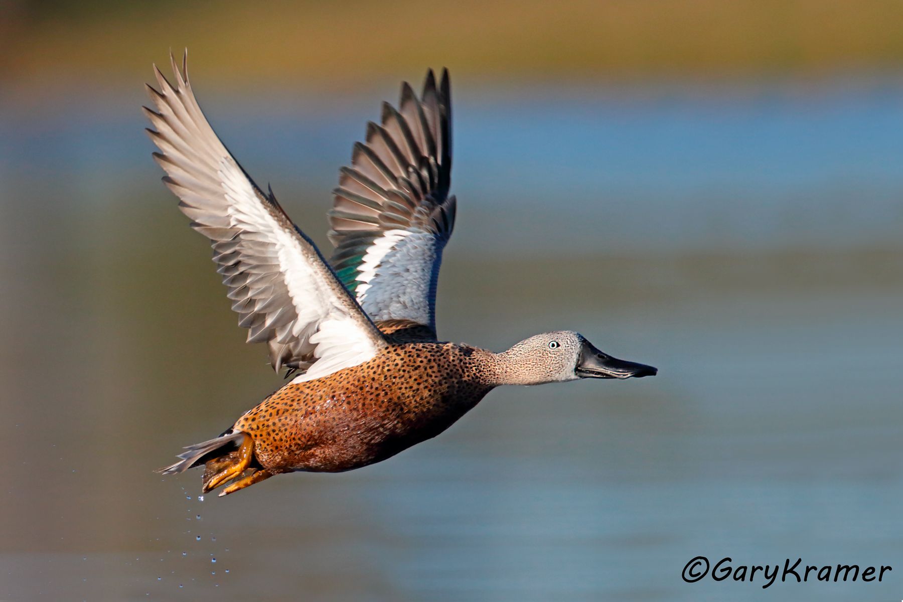 Red Shoveler (Spatula platalea) - SBWSr#183d (Argentina)