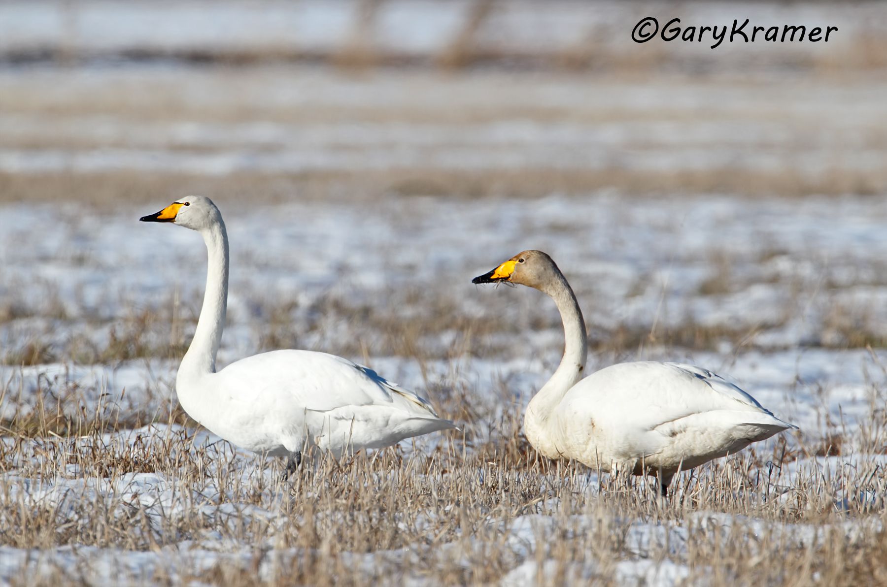 Whooper Swan (Olor cygnus)  Whooper Swan (Olor cygnus) - EBWSw#021d(2)