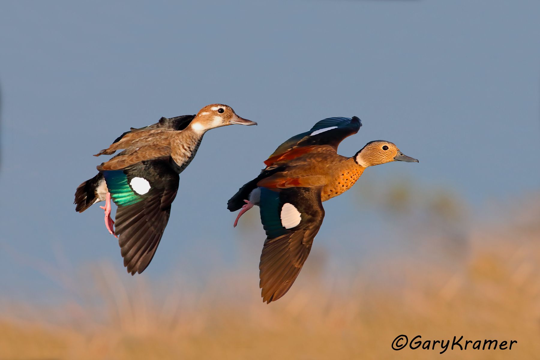 Ringed Teal (Callonetta leucophrys) - SBWT#363d(2) (Uruguay)