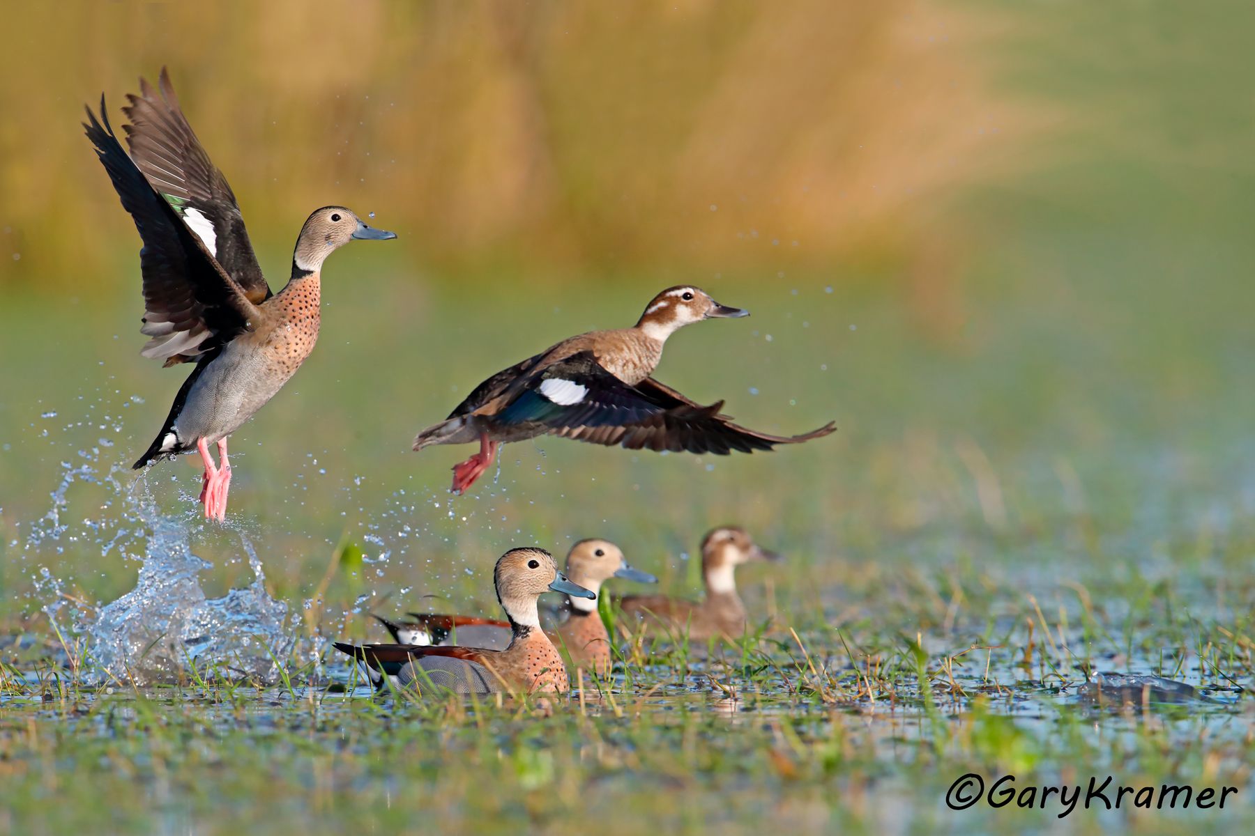 Ringed Teal (Callonetta leucophrys) - SBWT#232d(2) (Uruguay)