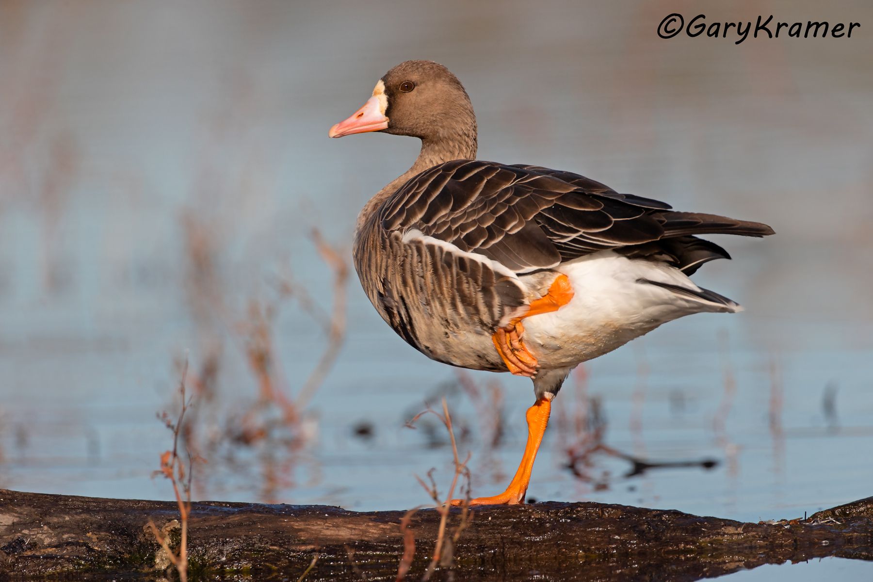 White-fronted Goose (Anser albifrons) - NBWWf#3054d
