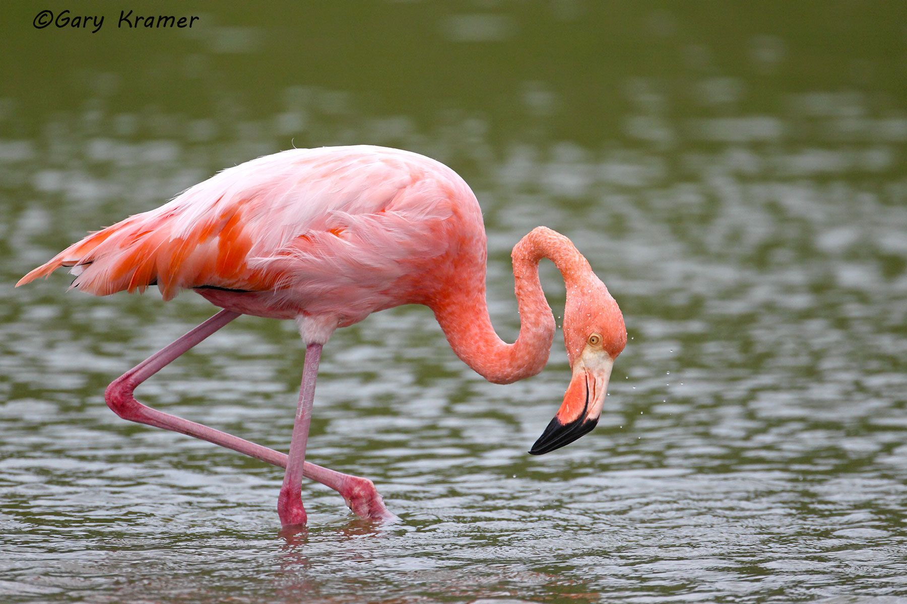 Greater Flamingo (Galapagos) (Phoenicopterus ruber) - SBFg#132d.jpg