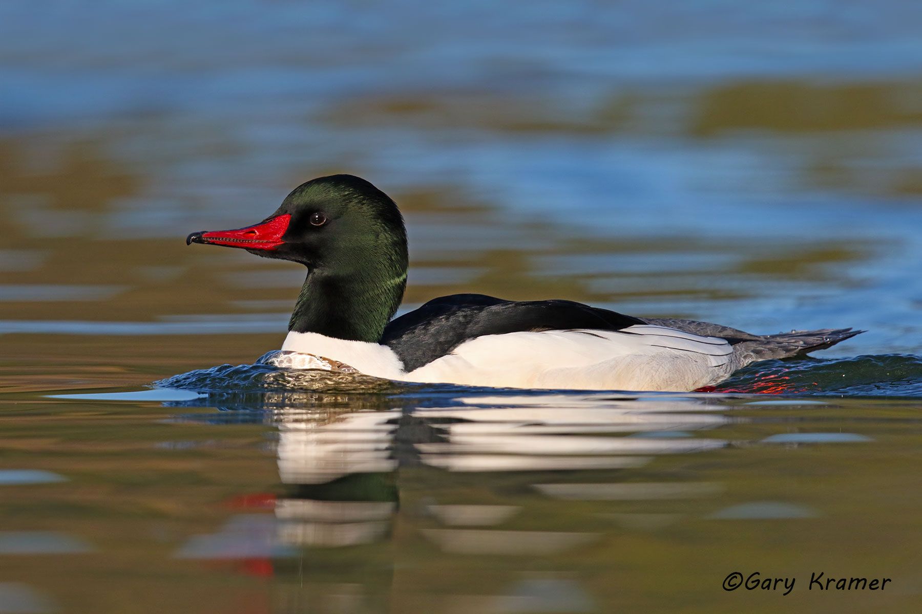 Common Merganser (Mergus merganser) Common Merganser (Mergus merganser) - NBWMc#269d