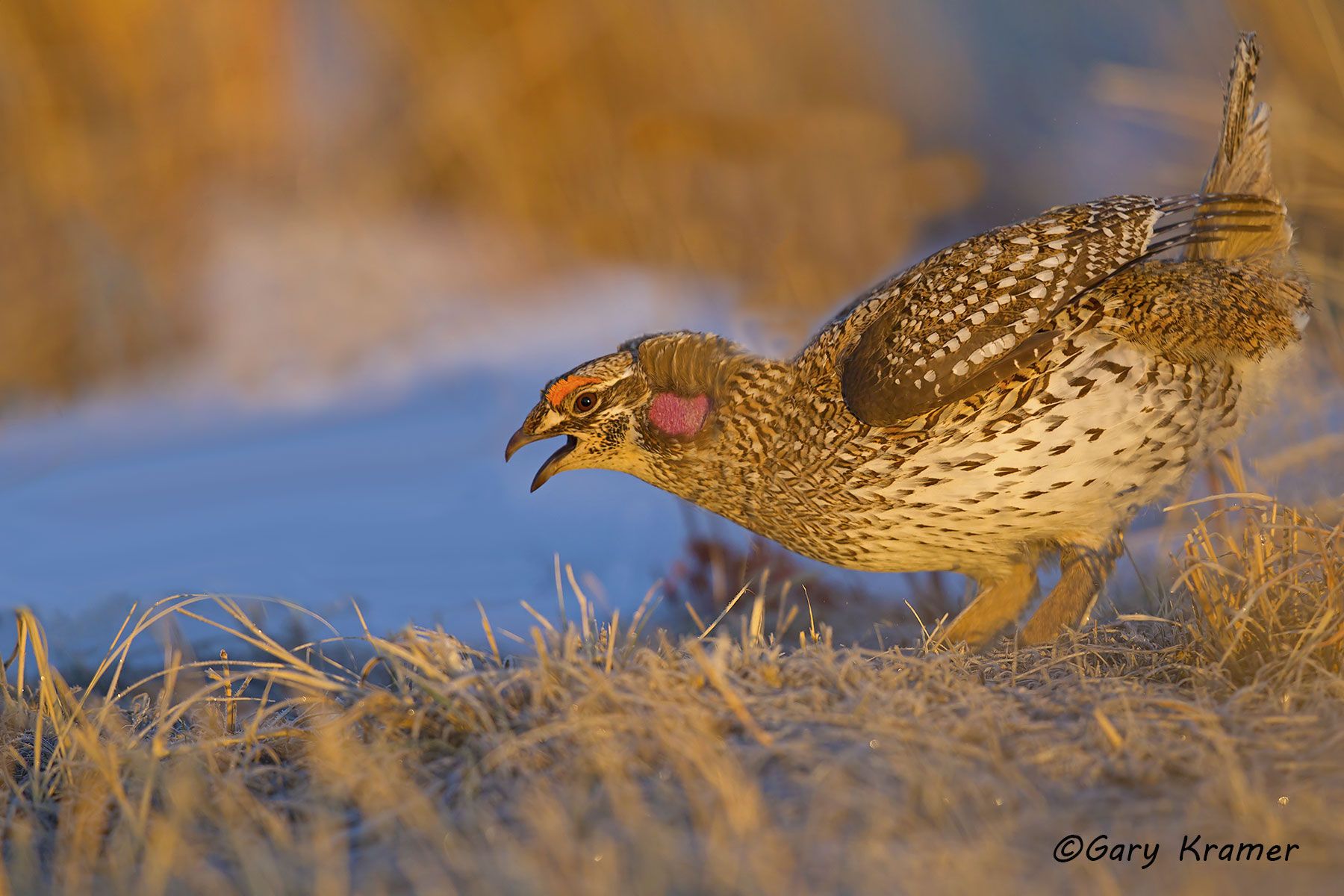 Sharp-tailed Grouse (Tympanuchus phasianellus) Sharp-tailed Grouse (Tympanuchus phasianellus) - NBGGt#584d