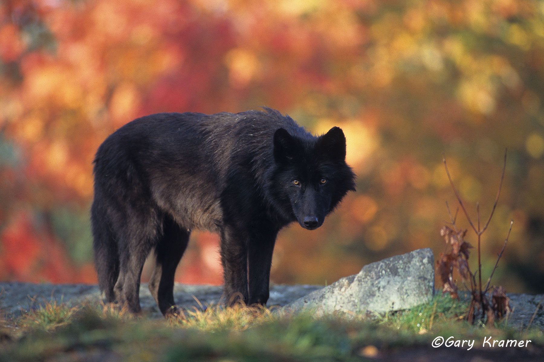 Gray Wolf (Canis lupus) - NMWg#311