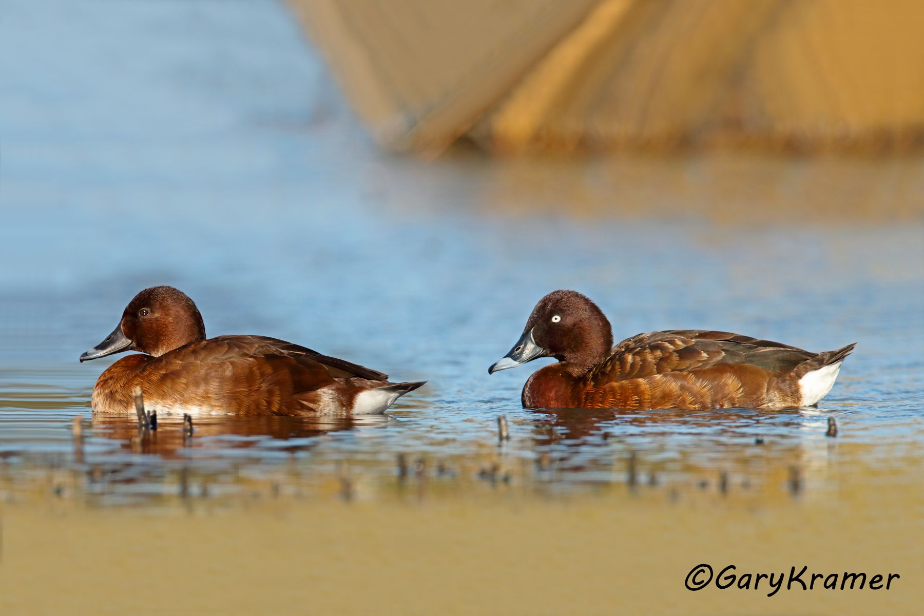 Hardhead (Aythya australis)  Hardhead (Aythya australis) - OBWH#074d(2)tif