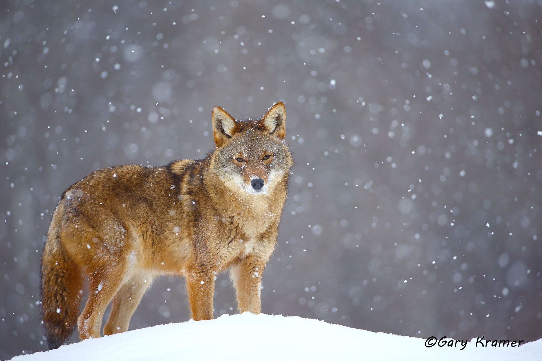 Coyote (Canis latrans) - NMC#829d