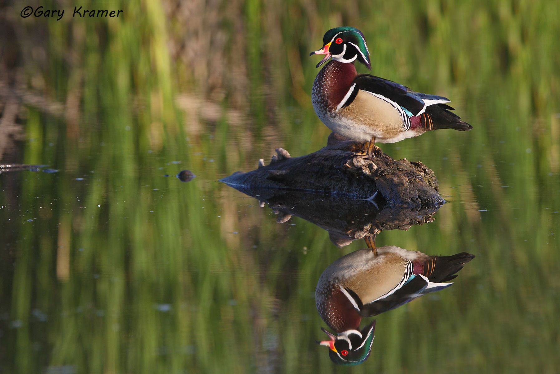 Wood Duck (Aix sponsa) - NBWWd#837d