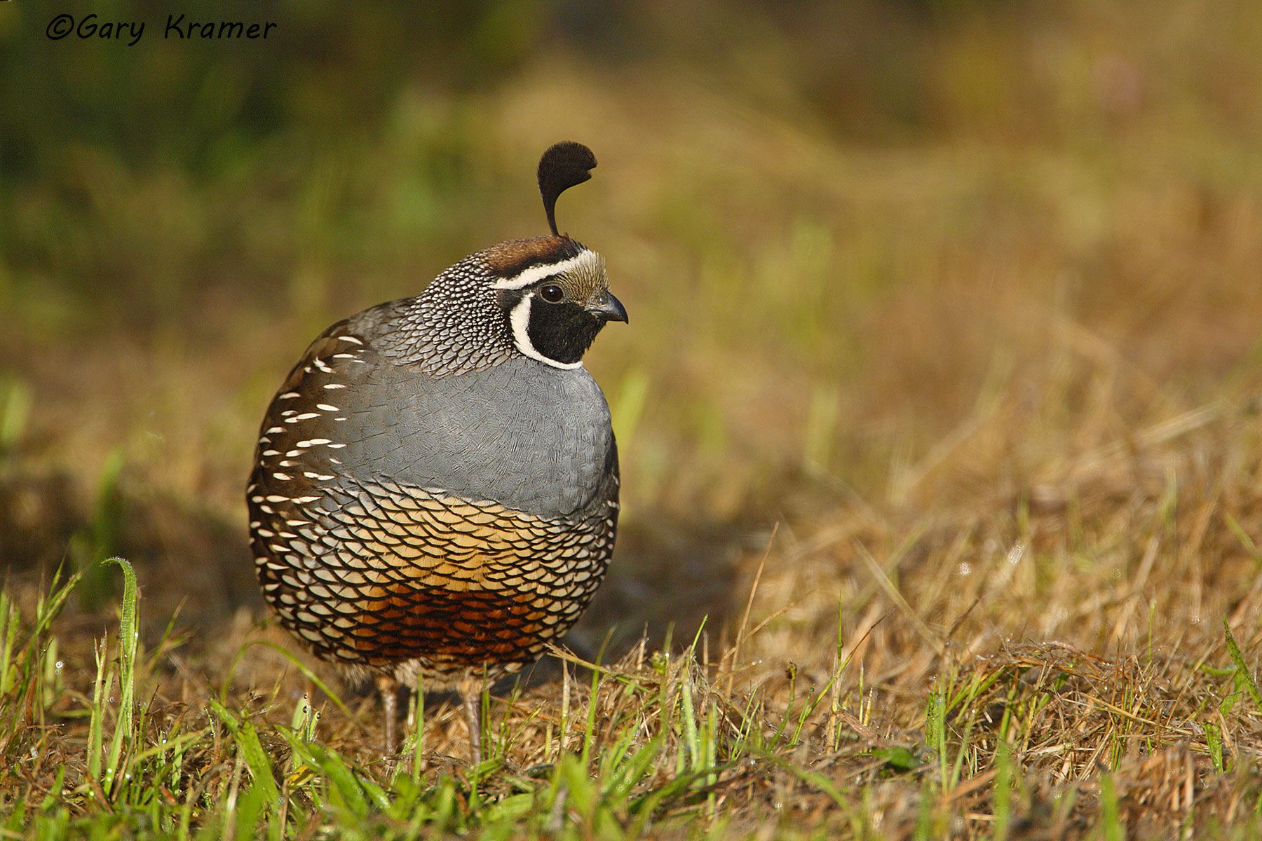 California Quail (Callipepla californica) - NBGQc#460d