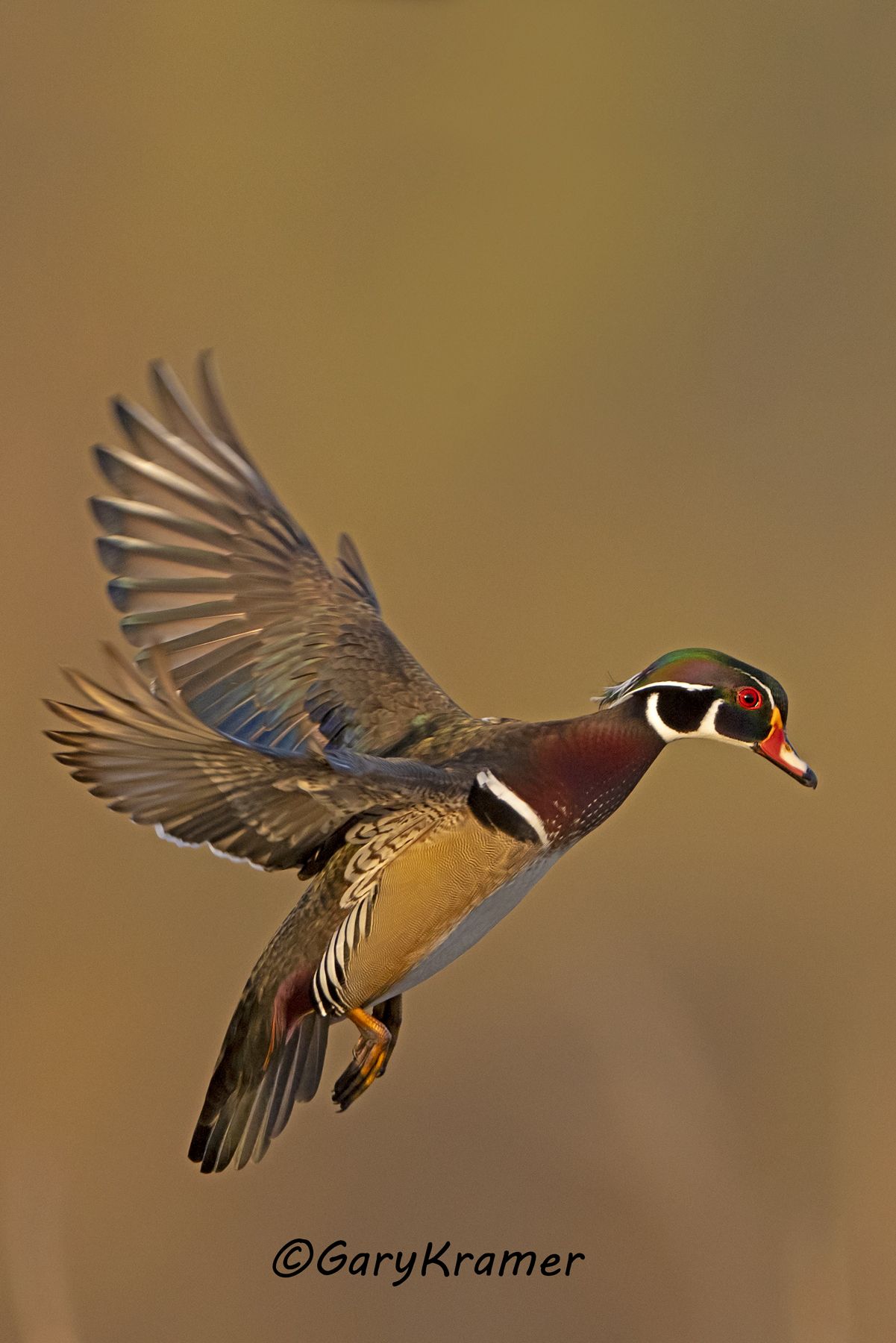 Wood Duck (Aix sponsa) - NBWWd#1879d(2)