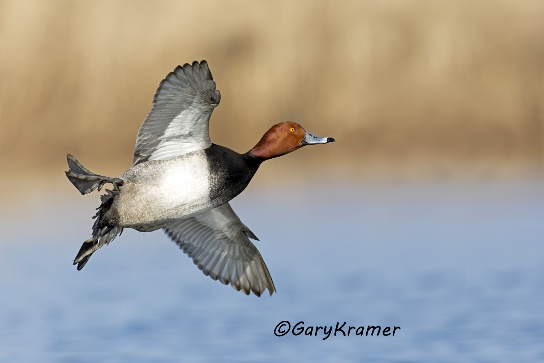 Redhead (Aythya americana) - NBWR#2430d