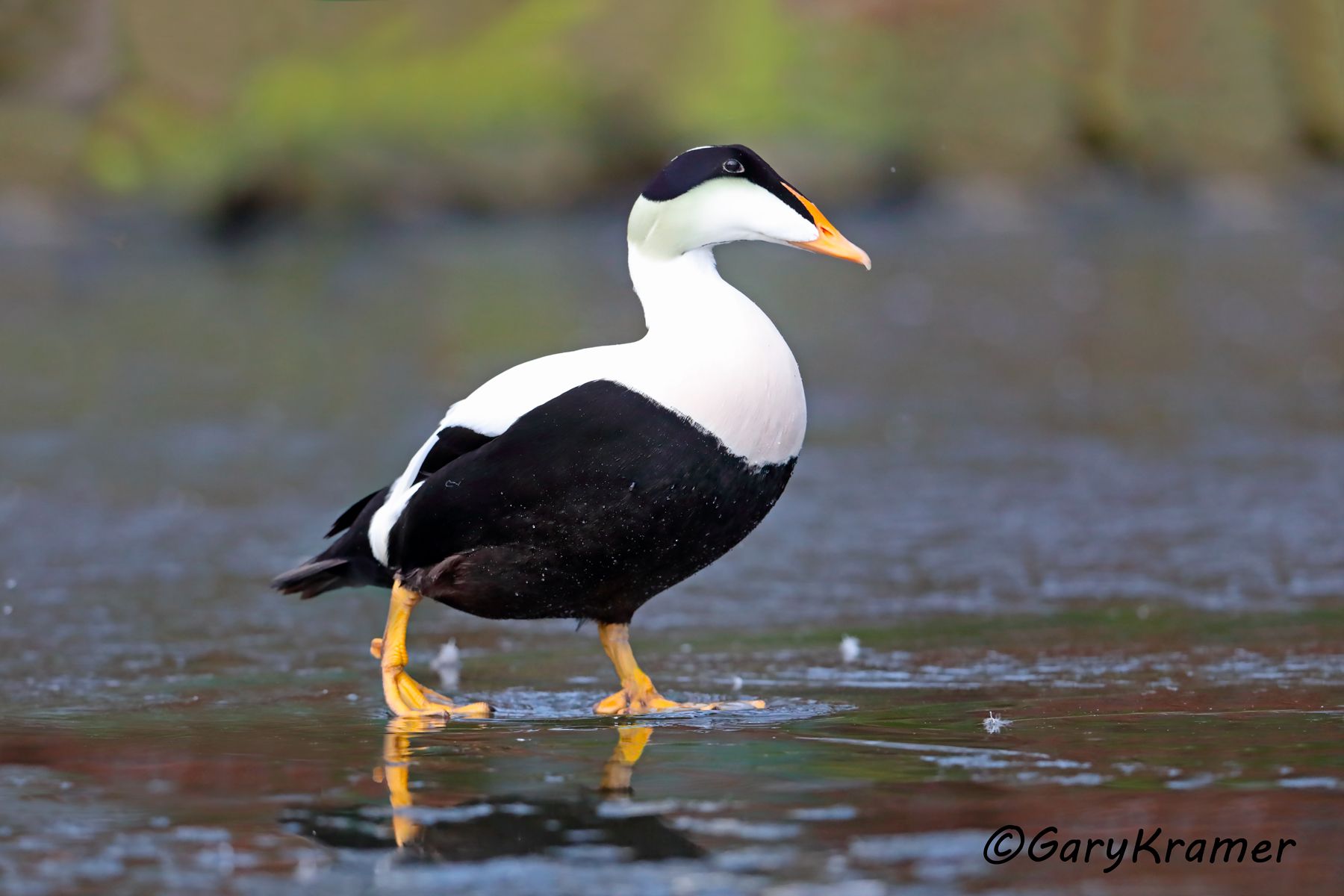 Common Eider (Pacific)  (Somateria mollissima) Common Eider (Pacific)  (Somateria mollissima ) - NBWEp#120d