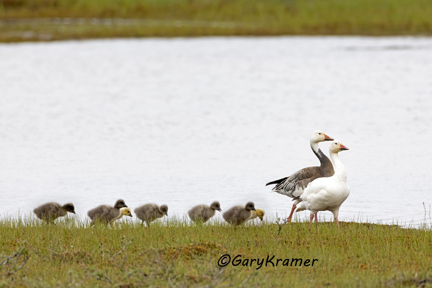Lesser Snow Goose (Anser caerulescens) - NBWSg#2850d(2)