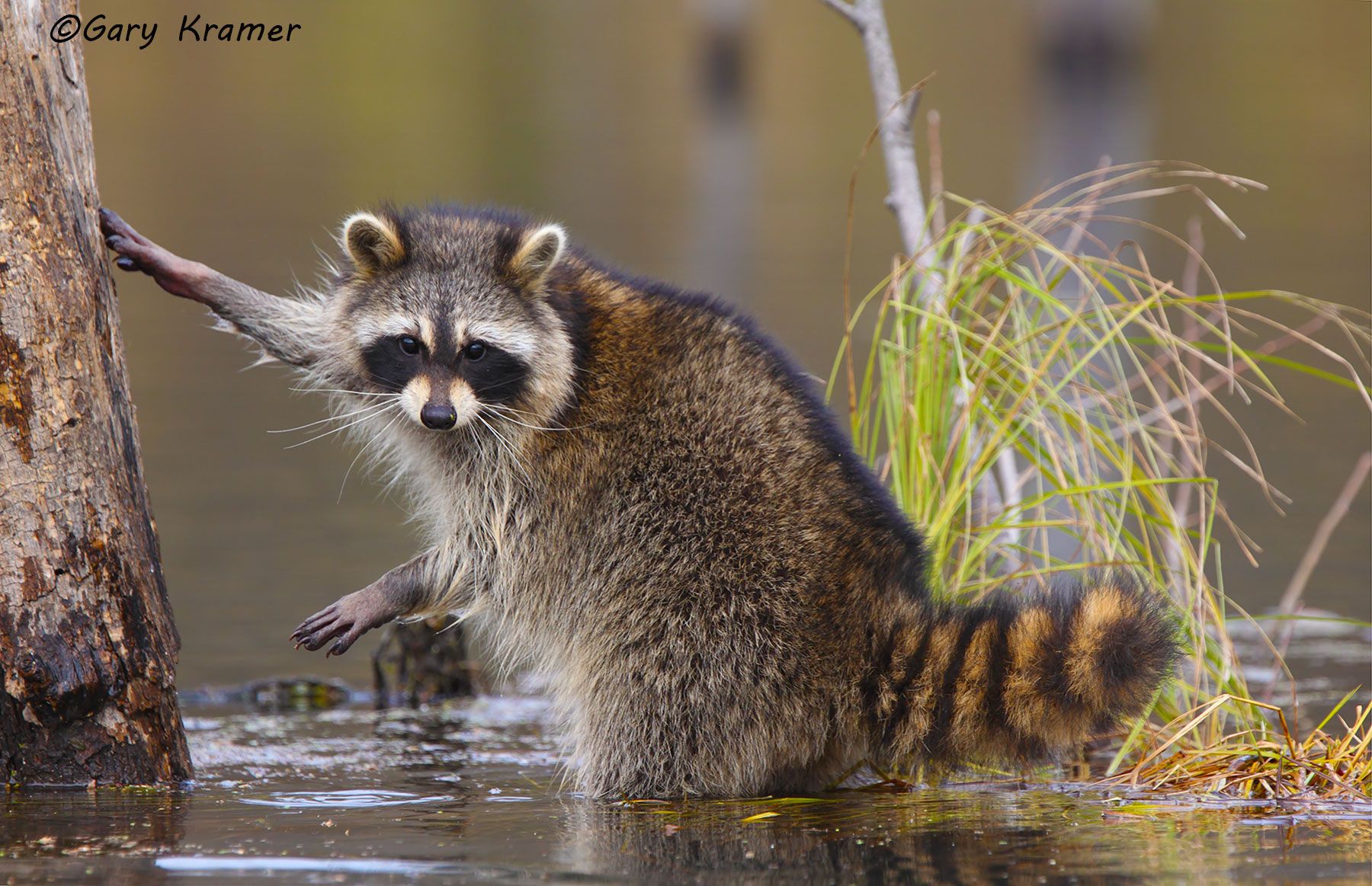 Raccoon (Procyon lotor), National Bison Range, MT by GaryKramer.net, 530-934-3873, gkramer@cwo.com - Published:  American Sportsman Calendar 2014 Raccoon (Procyon lotor) - NMMR#450d