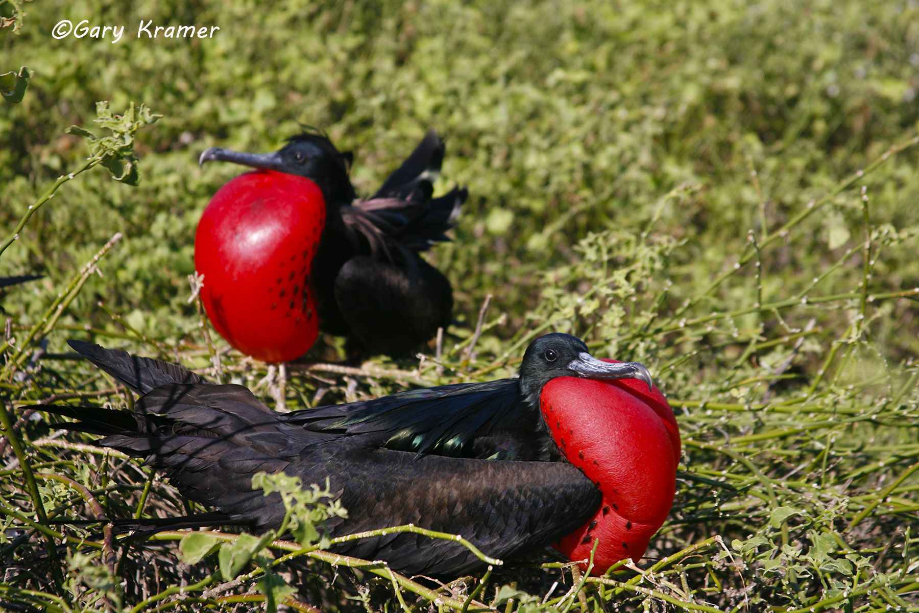 Great Frigatebird (Fregata minor) - NBFg#146d.jpg