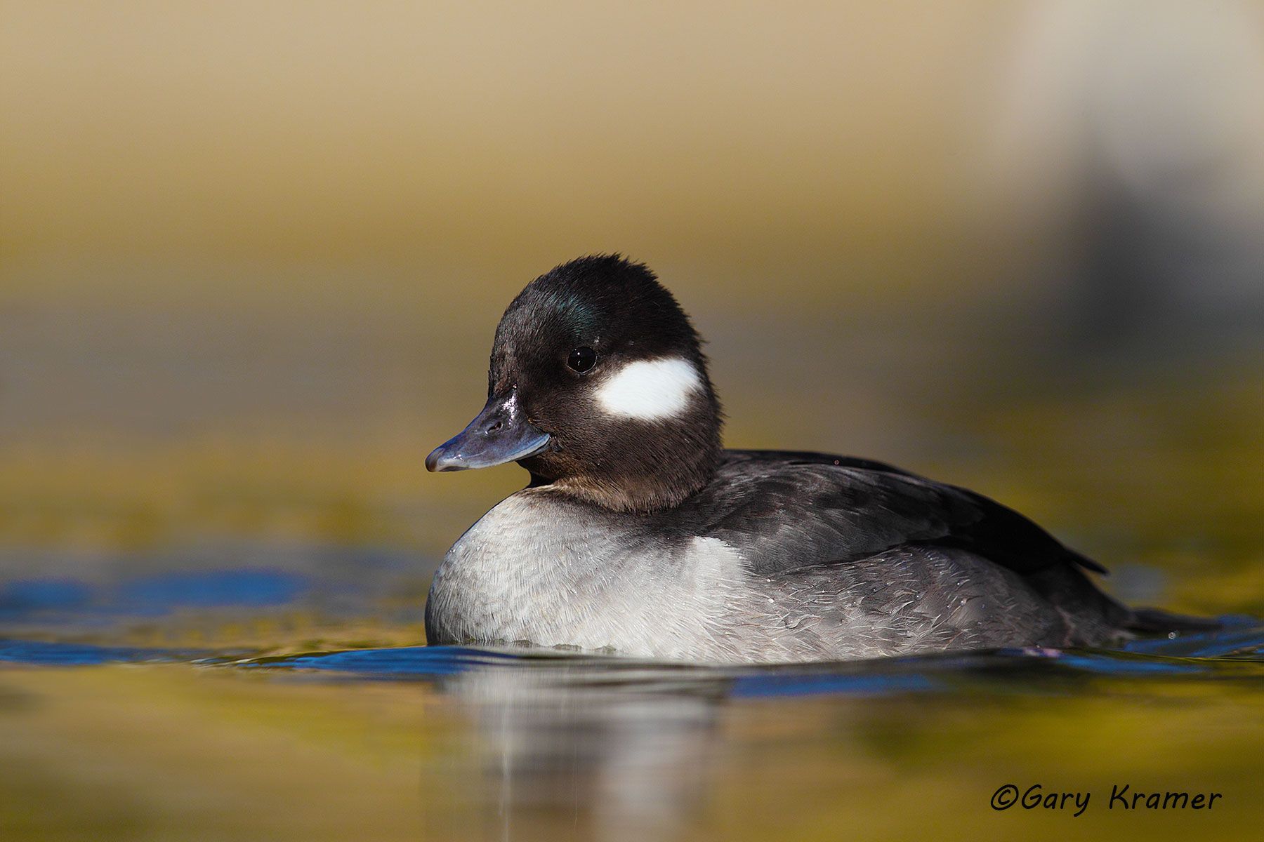 Bufflehead (Bucephala albeola) Bufflehead (Bucephala albeola) -NBWB#238d