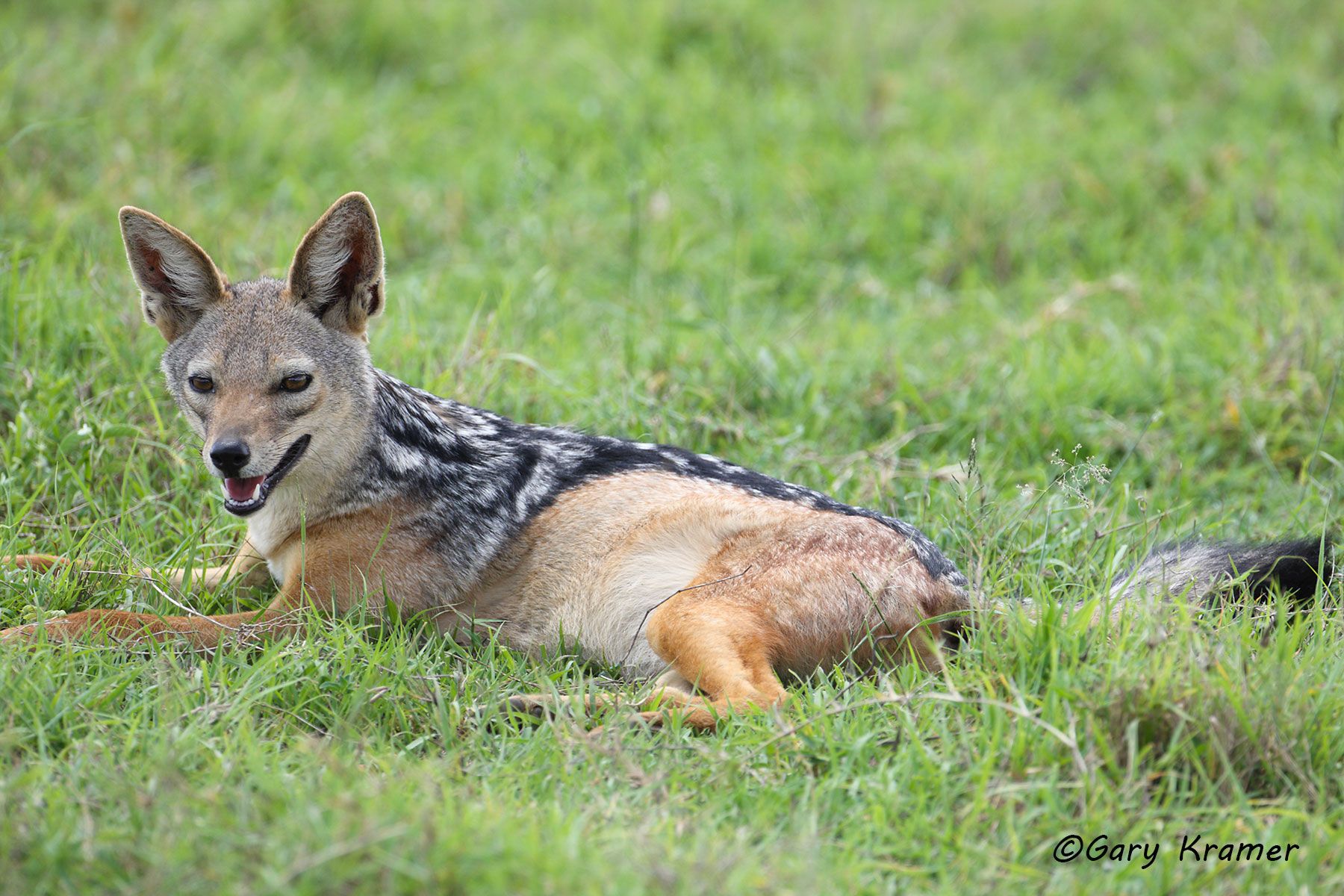 Black-backed Jackal (Canis mesomelas) - AMPJb#030d.jpg