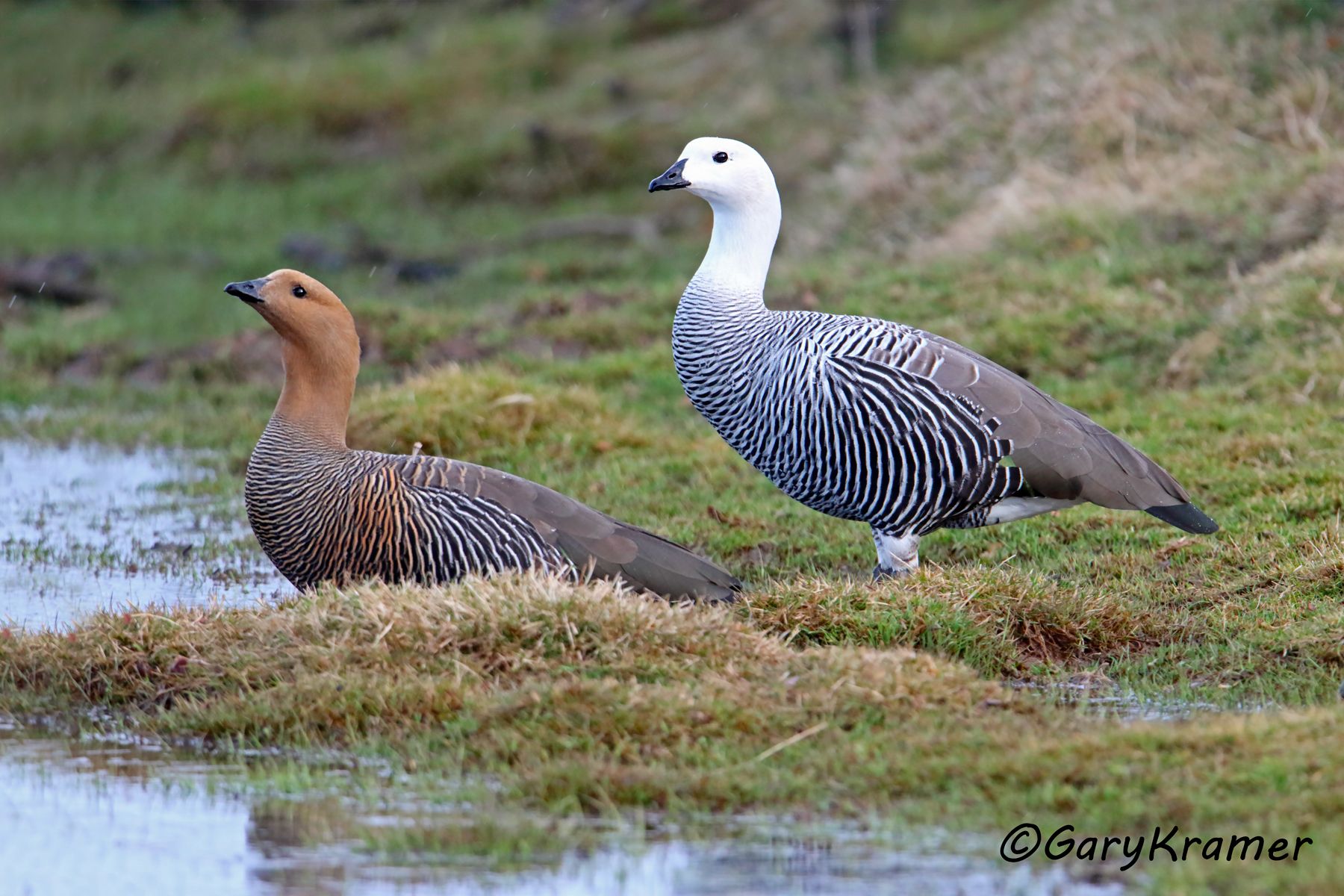 Upland Goose (Chloephaga picta) - SBWG#309d (Chile)