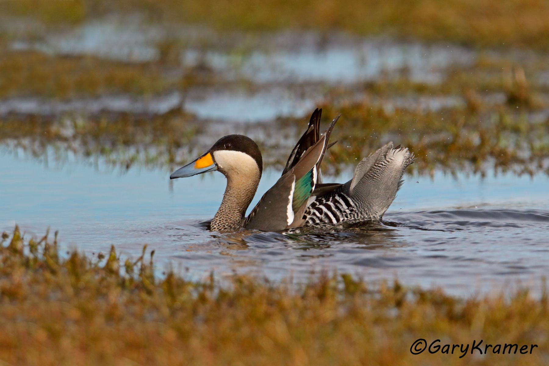 Silver Teal (Anas versicolor) - SBWSt#319d (Chile)