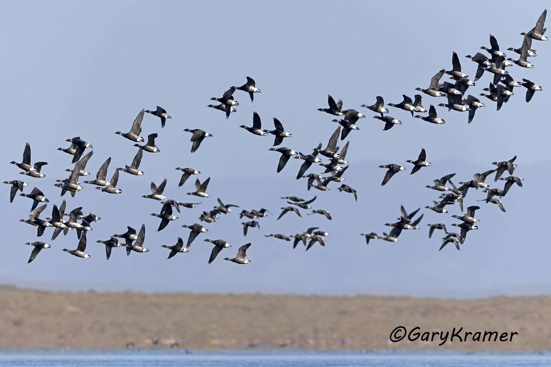 Black (Pacific) Brant (Branta bernicla nigricans) - NBWBp#1641d(2)
