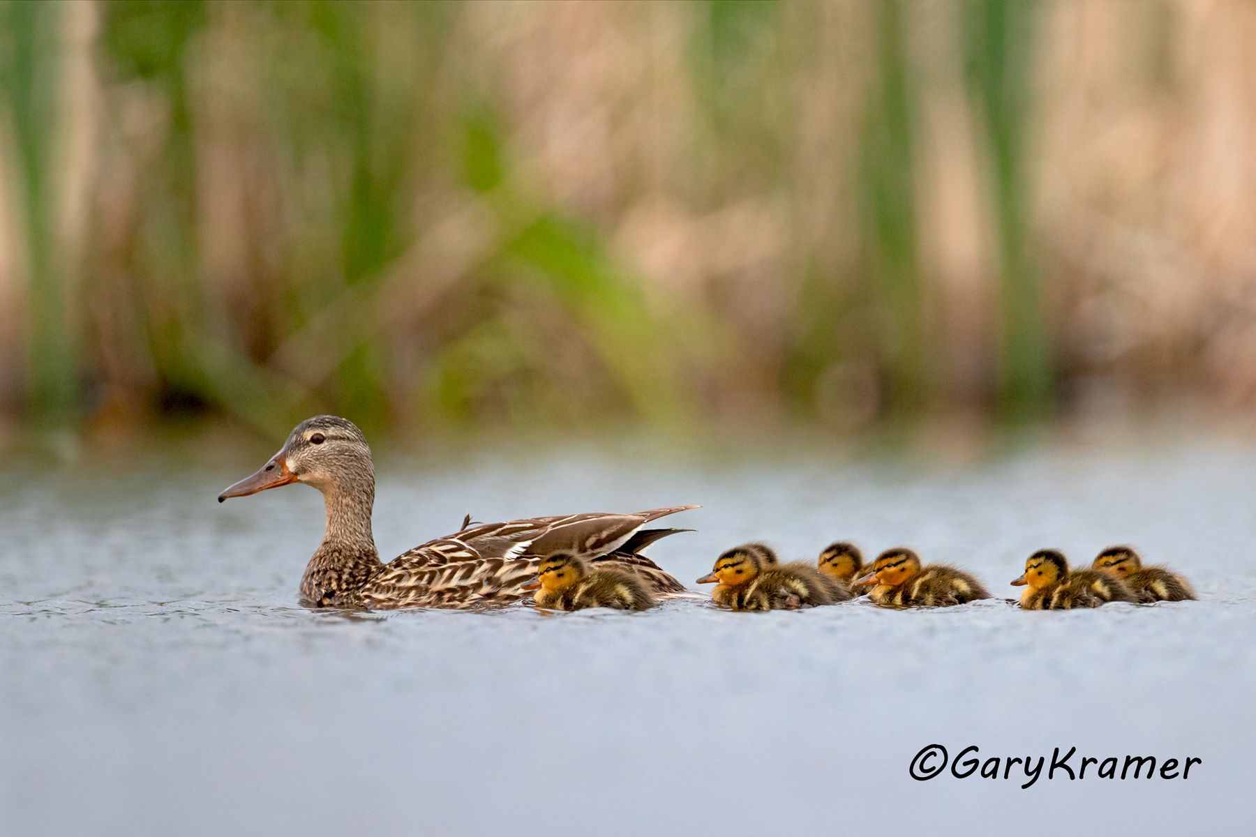 Mallard (Anas platyrhynchos) Mallard (Anas platyrhynchos) - NBWM#4704d(2)