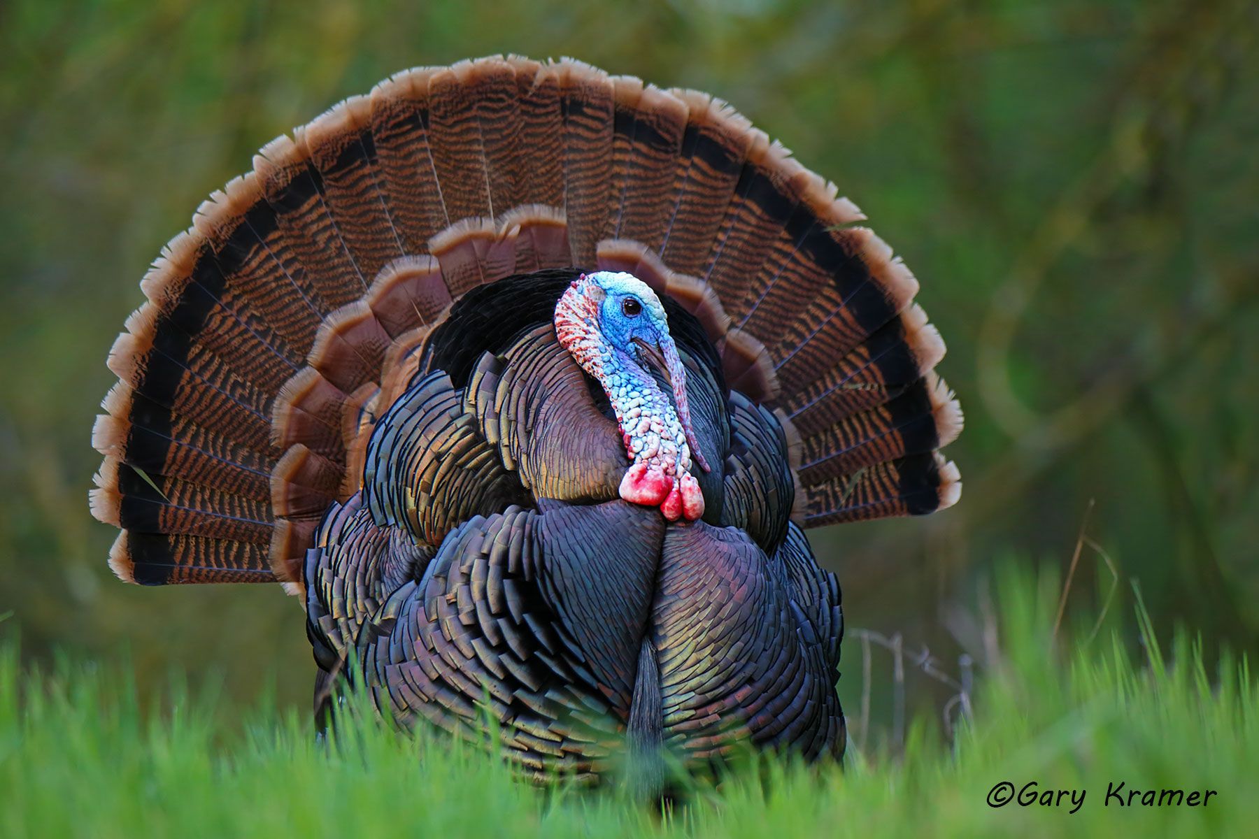 Wild Turkey (Rio Grande) (Meleagris gallopavo intermedia) by GaryKramer.net, 530-934-3873, gkramer@cwo.com Wild Turkey (Rio Grande) (Meleagris gallopavo intermedia) - NBGTr#3136d