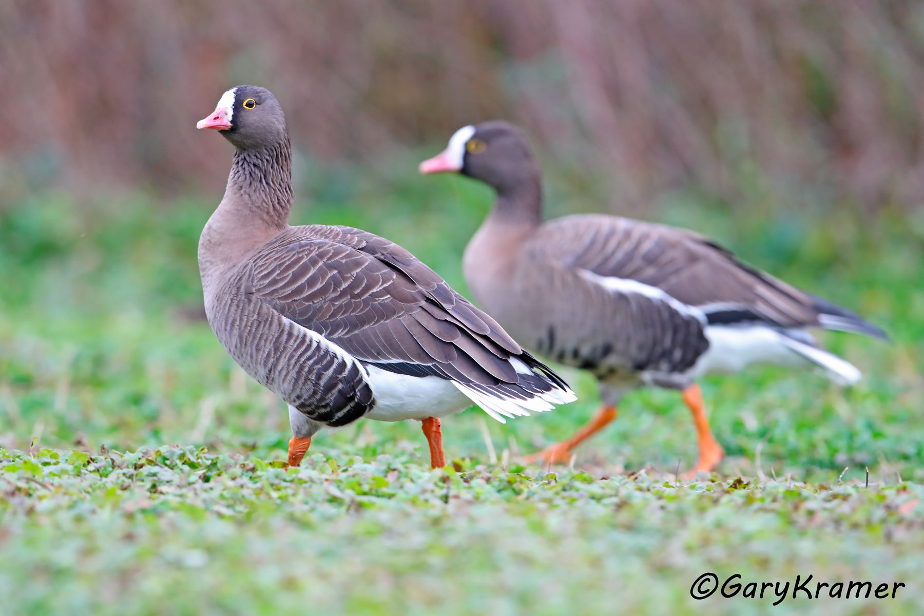 Lesser White-fronted Goose (Anser erythropus)  Lesser White-fronted Goose (Anser erythropus) - EBWGl#032d