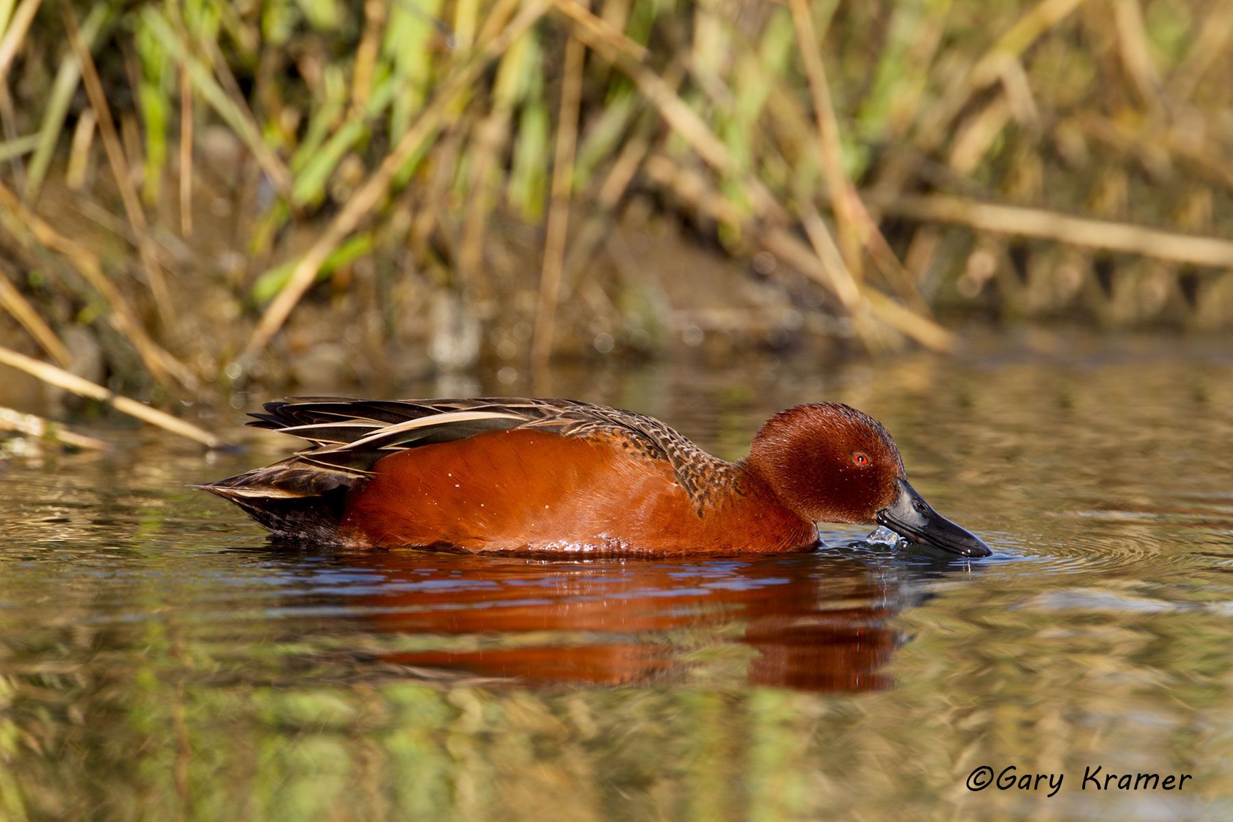Cinnamon Teal (Spatula cyanoptera) by GaryKramer.net, 530-934-3873, gkramer@cwo.com Cinnamon Teal (Spatula cyanoptera) - NBWTc#424d